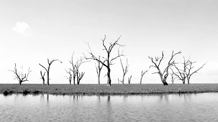 Black and white photo of a number of dead trees with a body of water in front of them